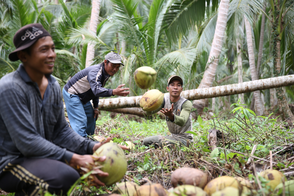 petani kelapa Aceh