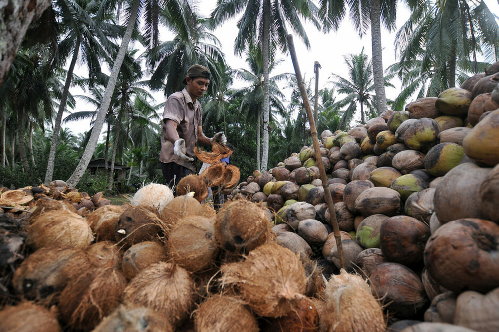 kebun kelapa Aceh