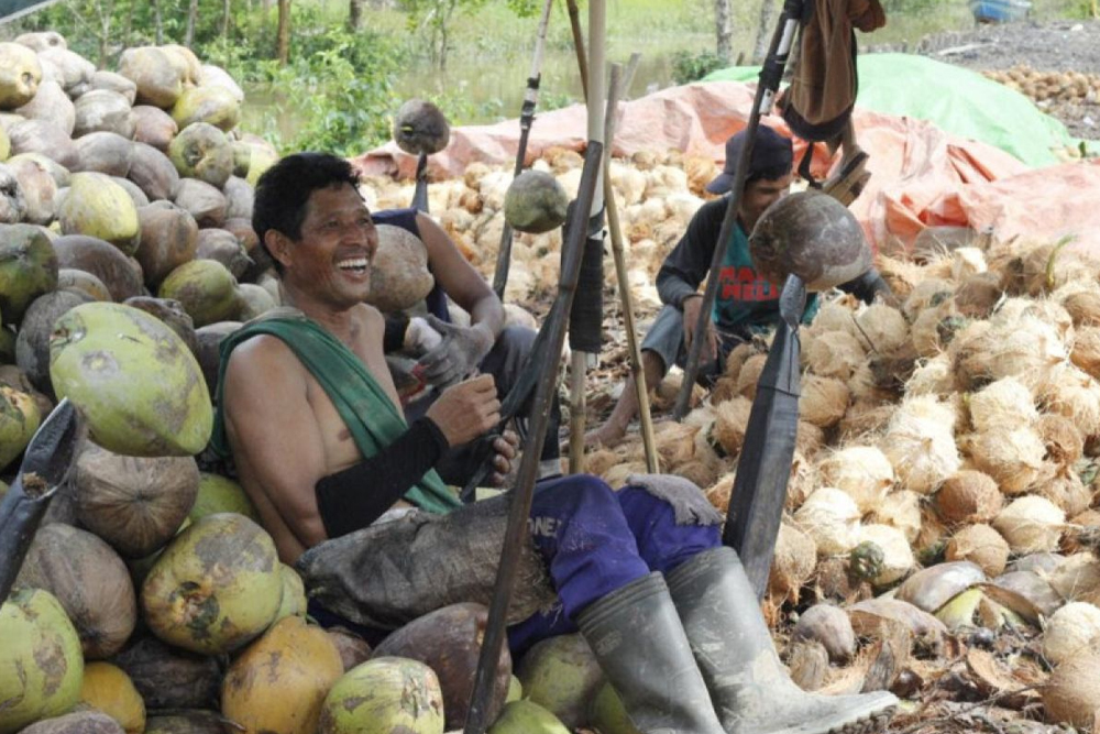 daging kelapa Aceh